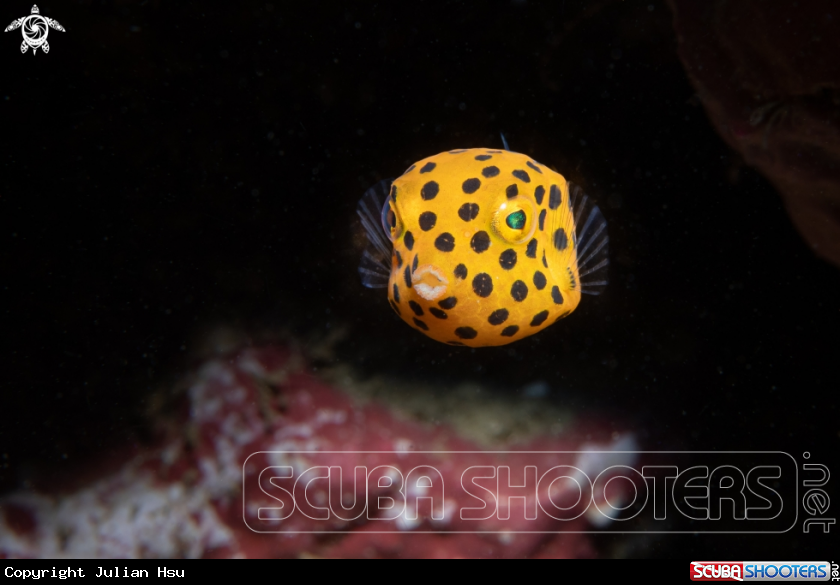 A Boxfish