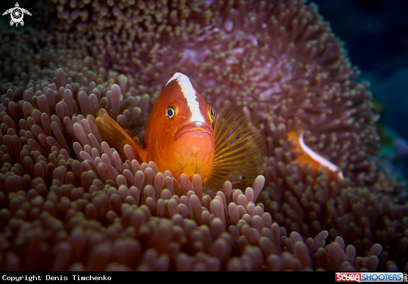 A FISH