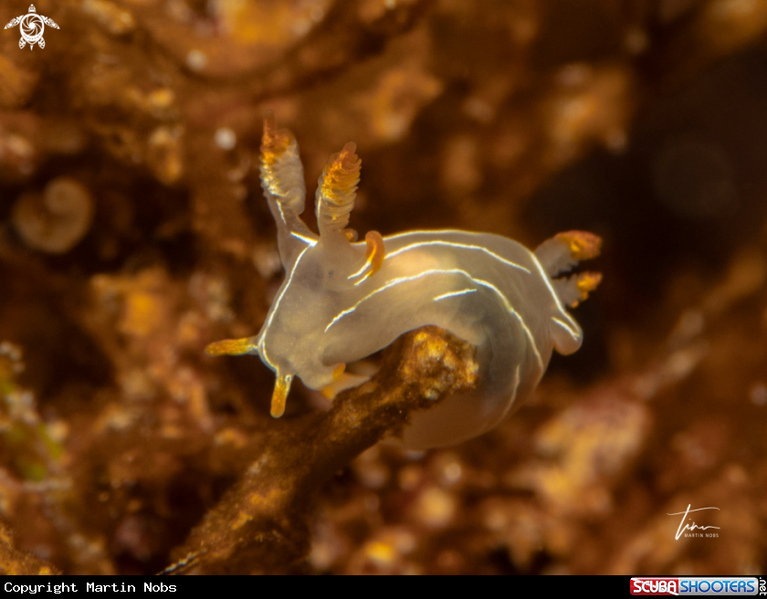 A Trapania lineata