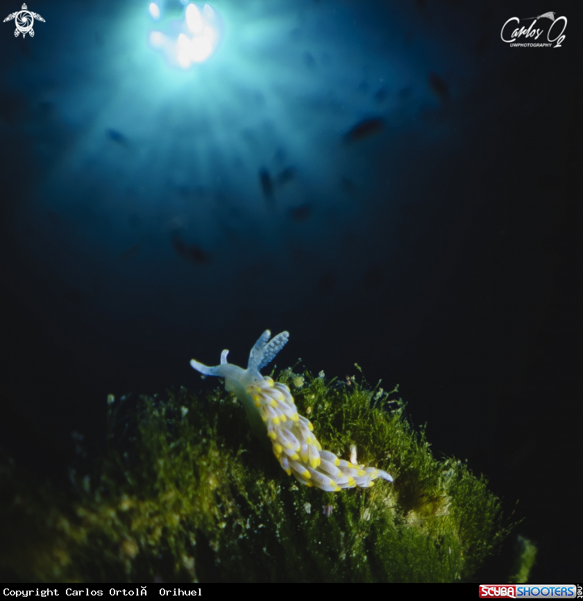 A Nudibranch