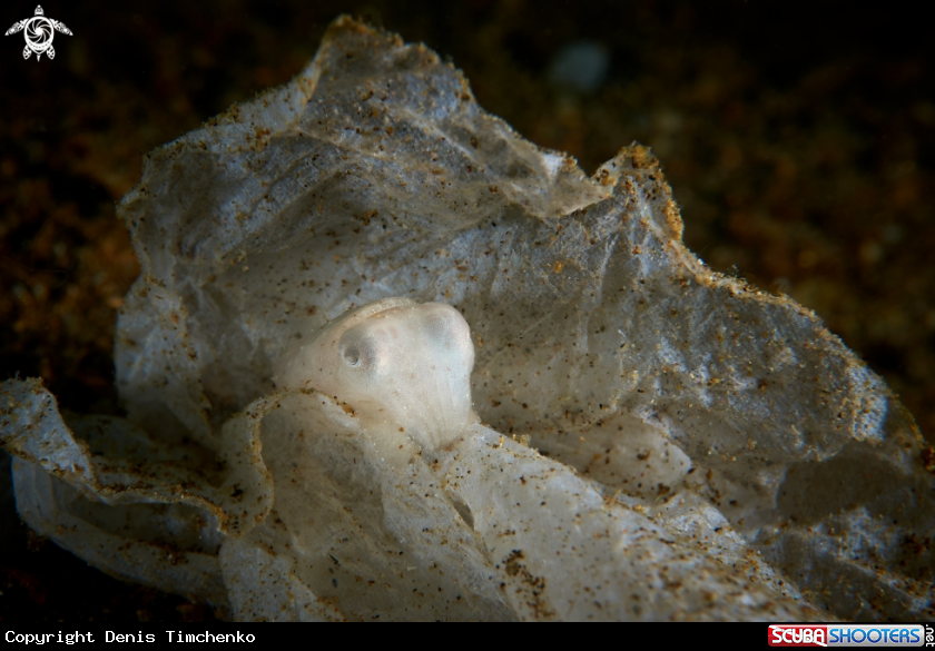 A SQUID
