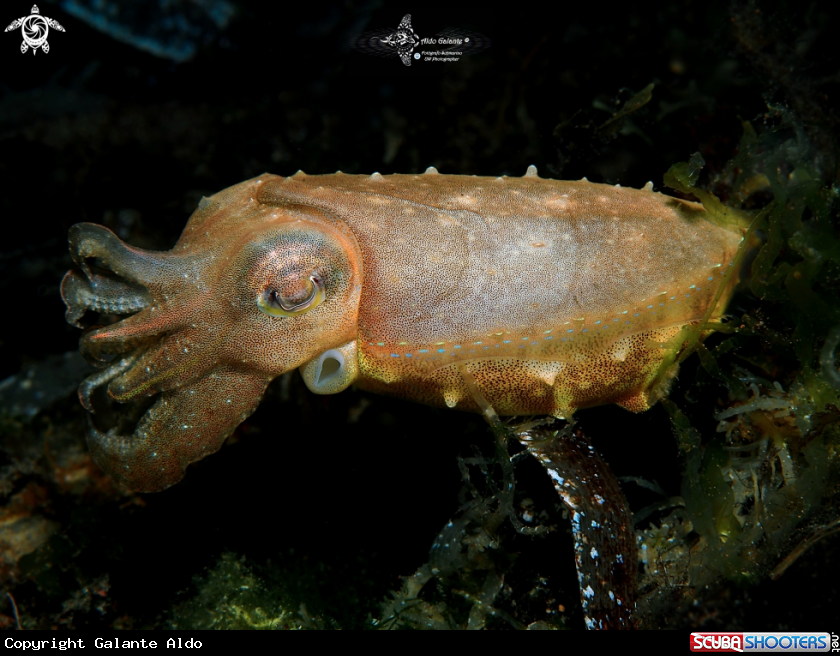 A Cuttlefish 