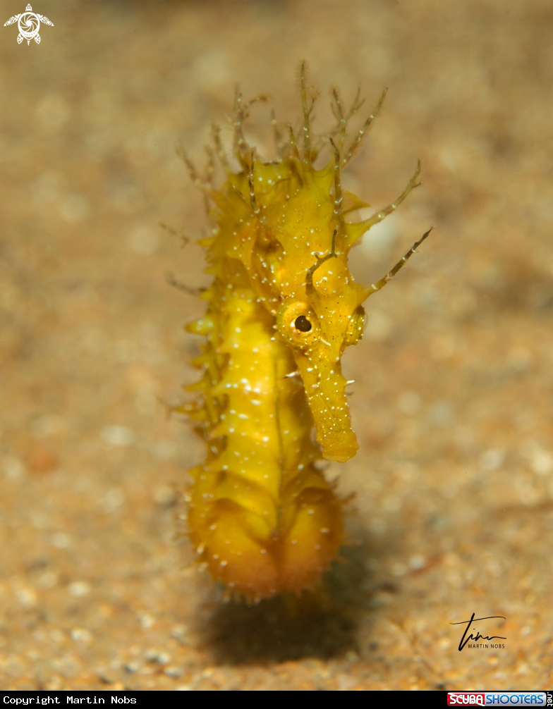 A Seahorse