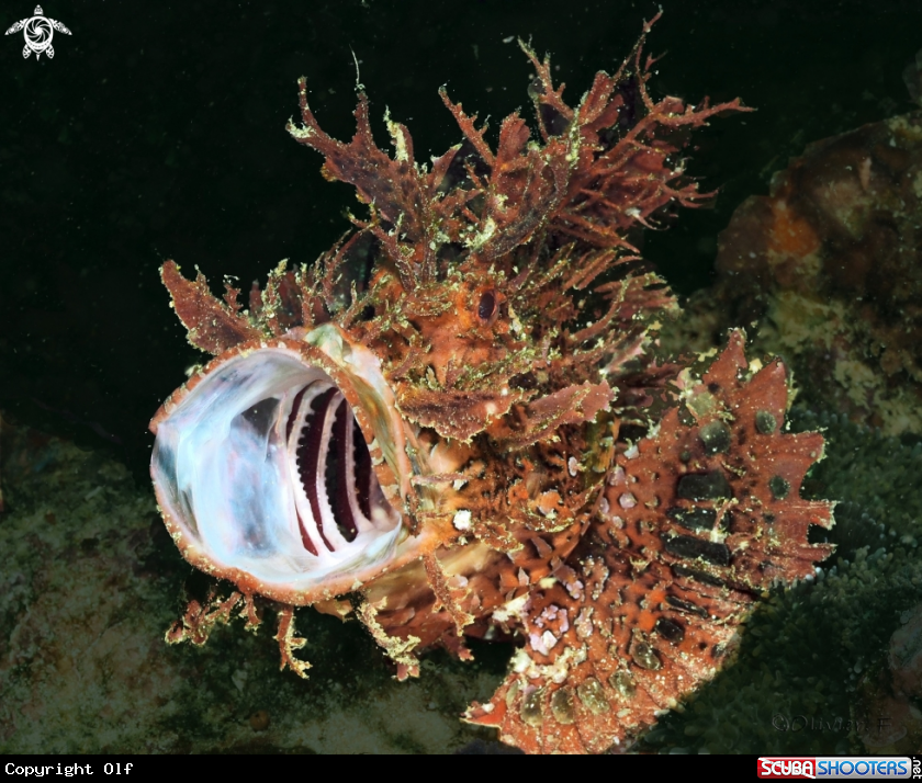 A Weedy Scorpionfish 