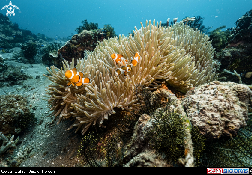 A Anemone fish