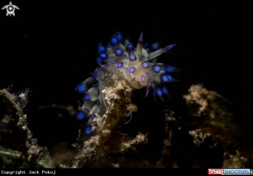 A Janolus sp.