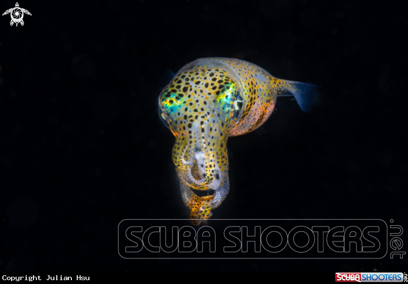 A Bigfin reef squid