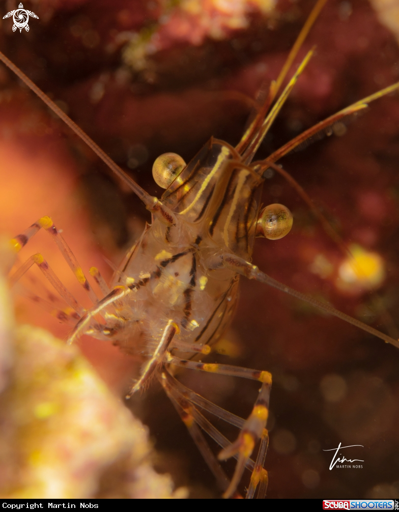 A Rock pool Shrimp