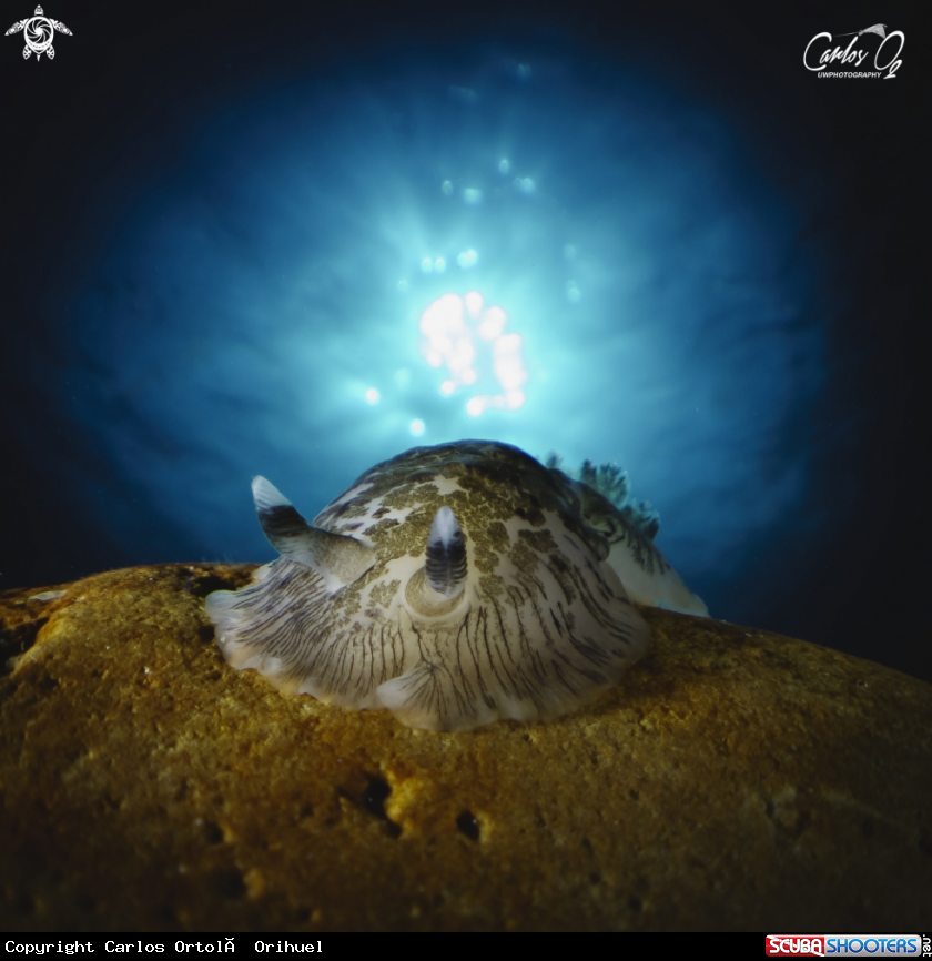 A Nudibranch
