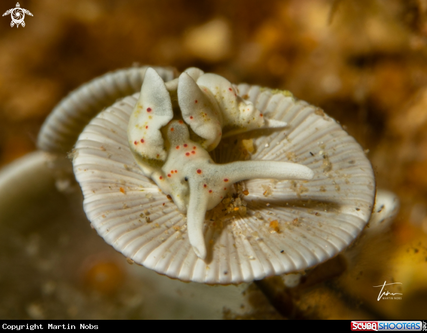 A Elysia timida
