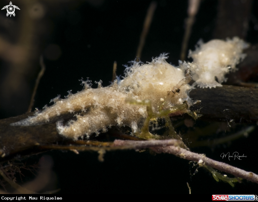 A Tufted Nudibranch