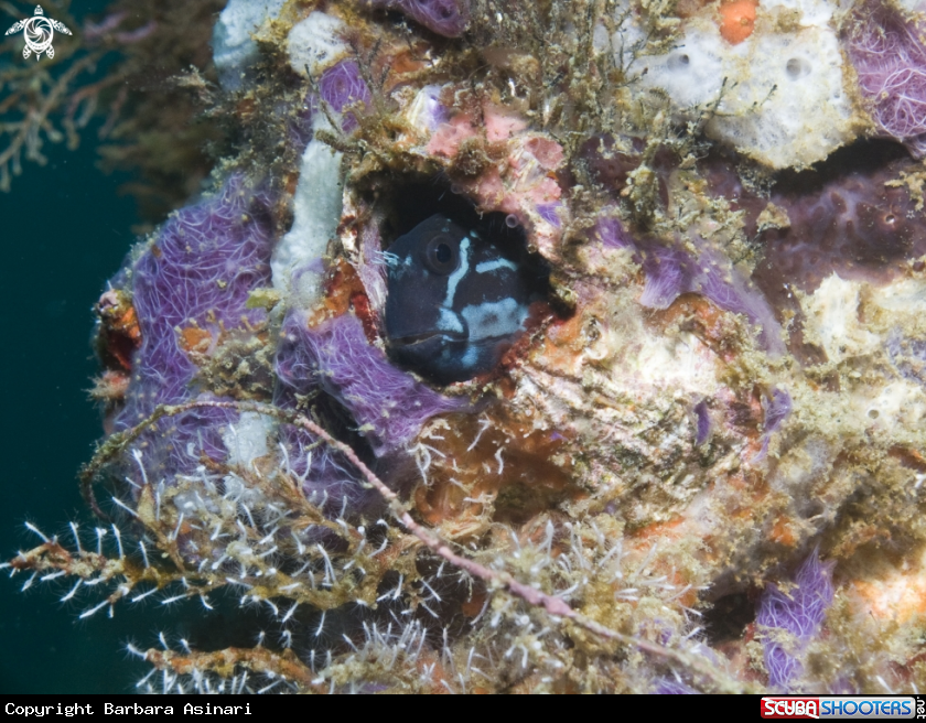 A underwater creature