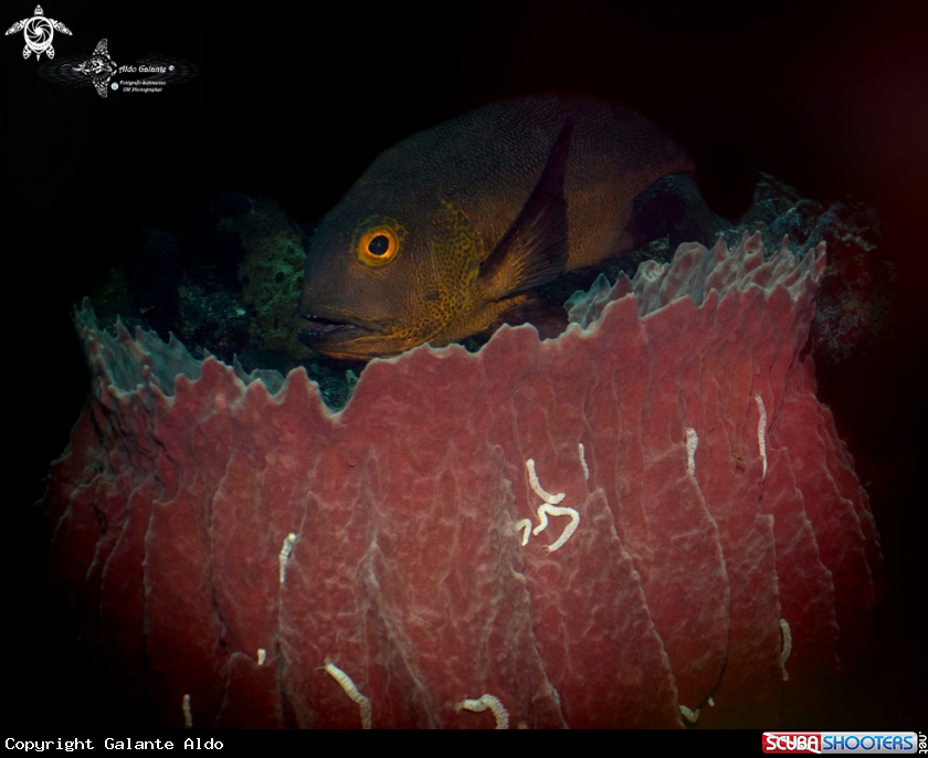 A Midnight Snapper
