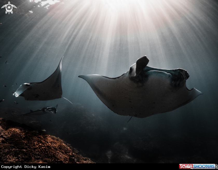 A Manta Ray