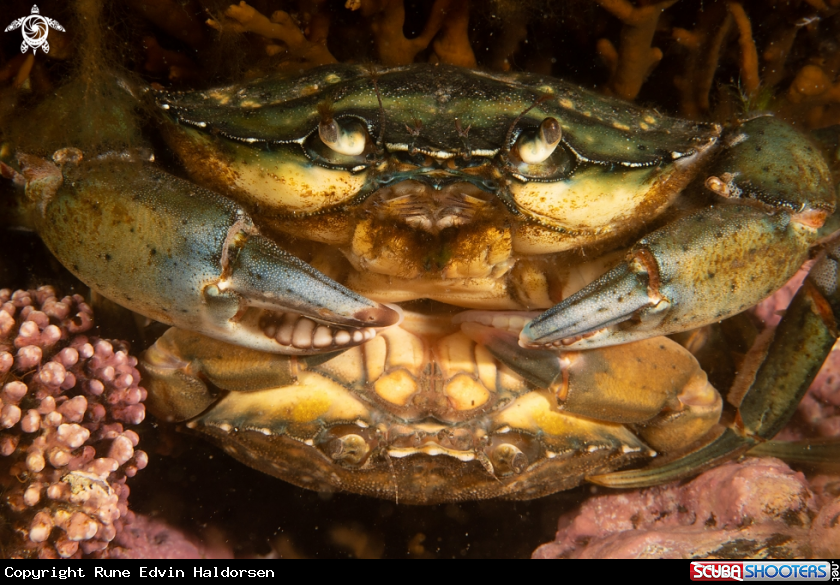 A Eurpoean shore crab