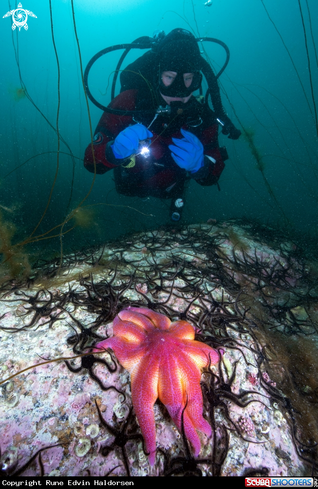 A Sea star