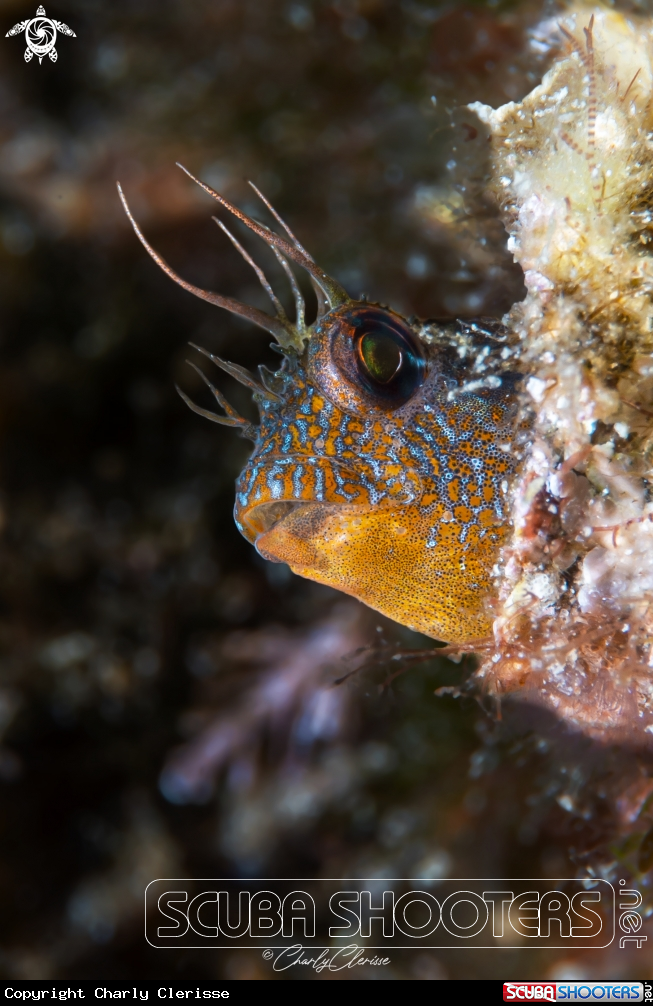 A Mystery Blenny