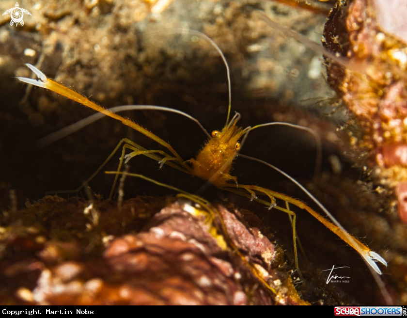 A Golden Coral Shrimp