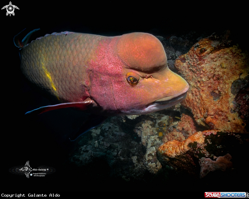 A Mexican Hogfish