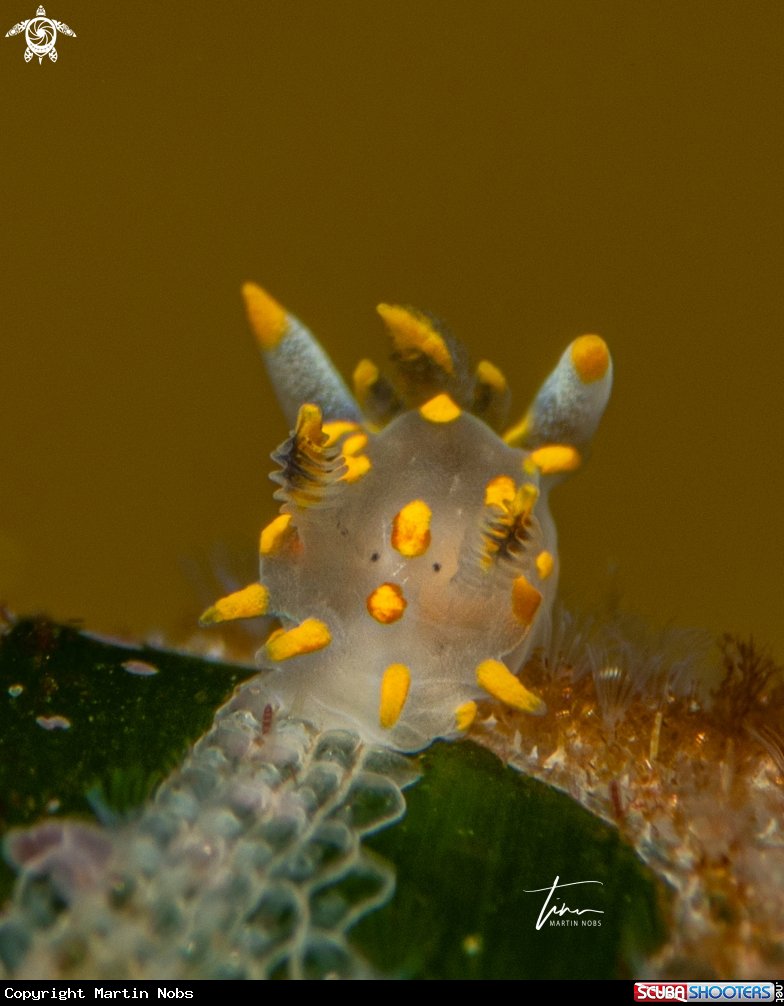 A Polycera quadrilineata