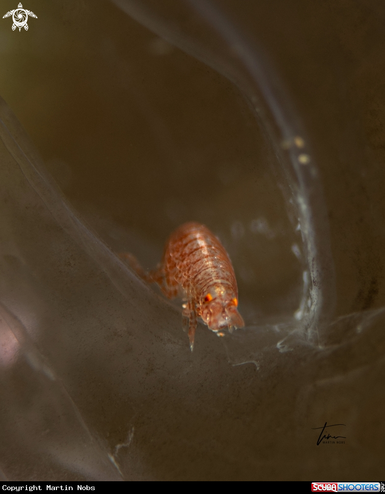 A Hyperiid amphipod