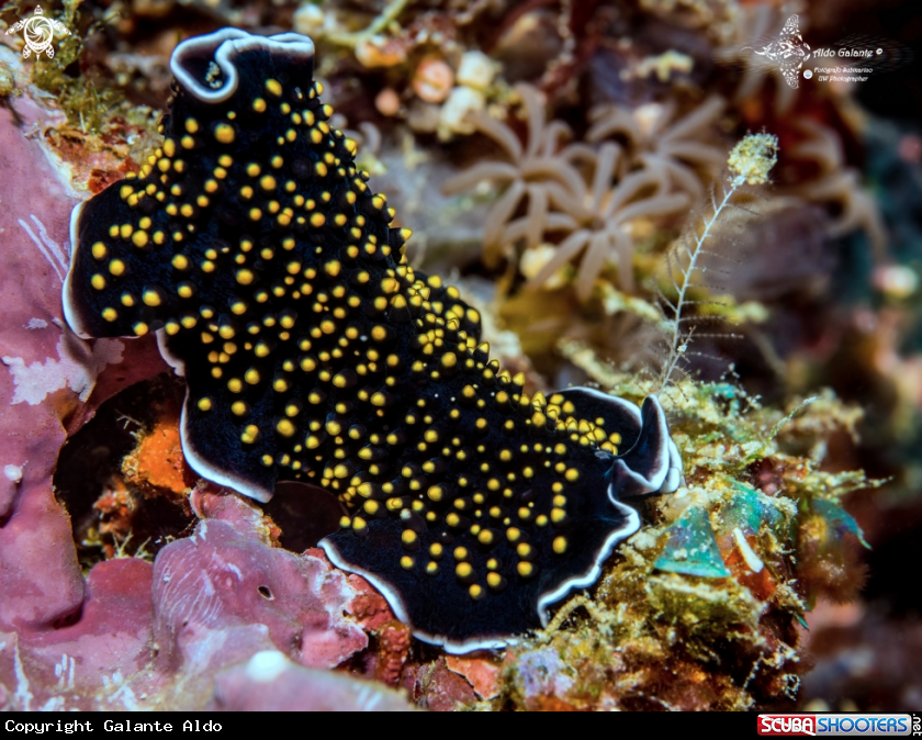 A Flatworm