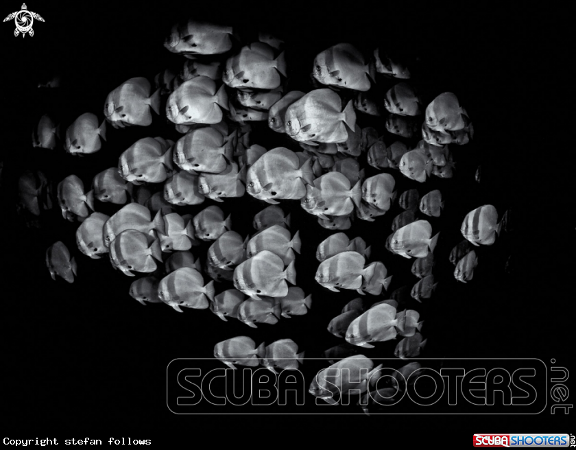 A Longfin Batfish 