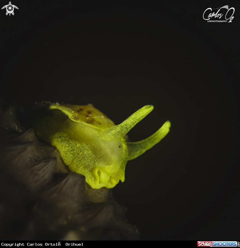 A Nudibranch