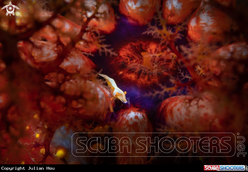 A Emperor shrimp
