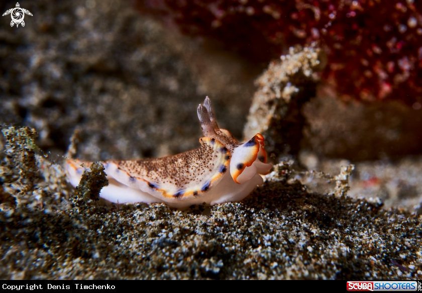 A NUDIBRANCH