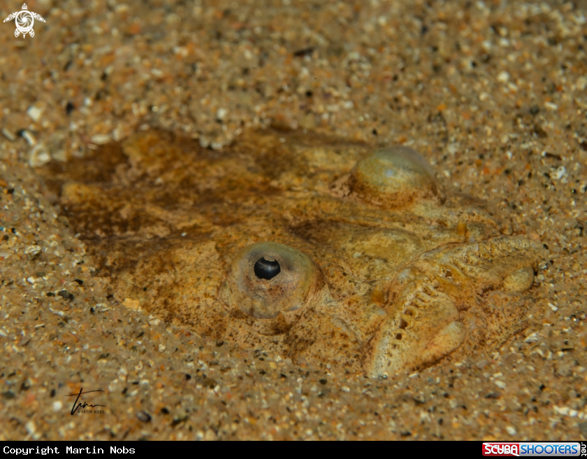 A Atlantic Stargazer