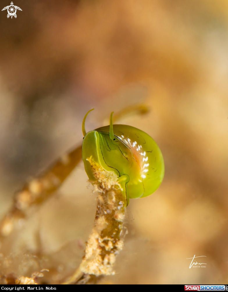 A Emerald Nerite