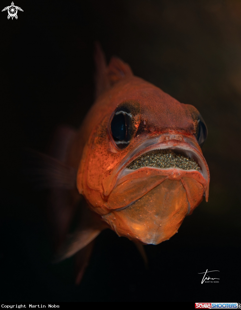A Red Cardinal fish