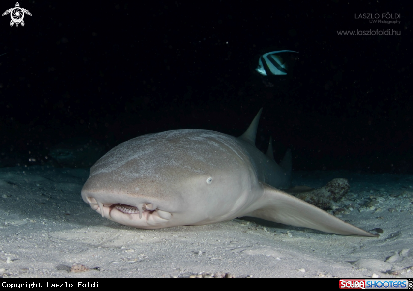A Nurse Shark 