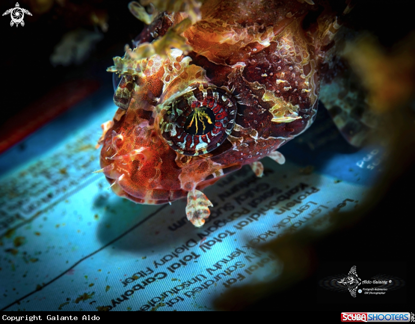 A Dwarf Lionfish