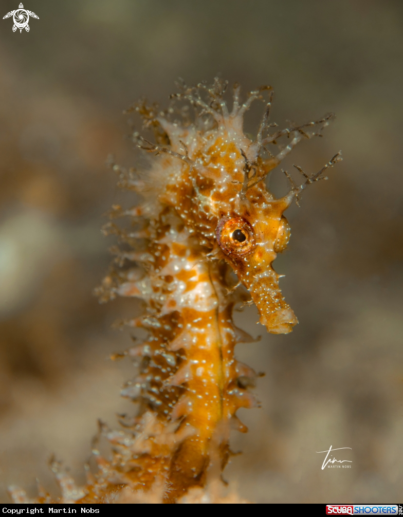 A Seahorse