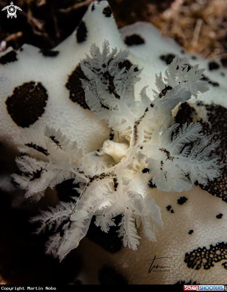 A Peltodoris atromaculata