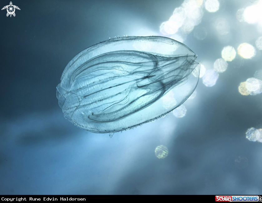 A Mnemiopsis leidyi