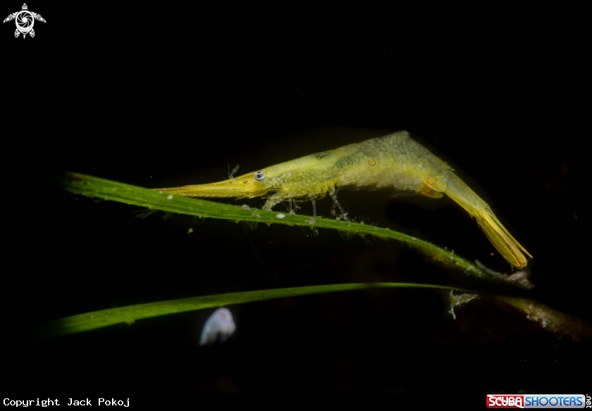 A Sawblade shrimp