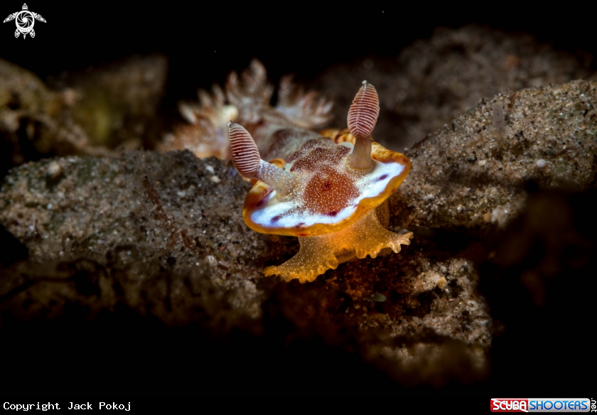 A Spanish dancer