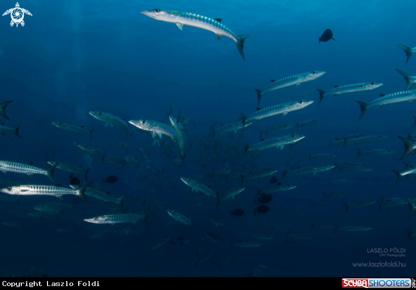 A School of Barracudas 