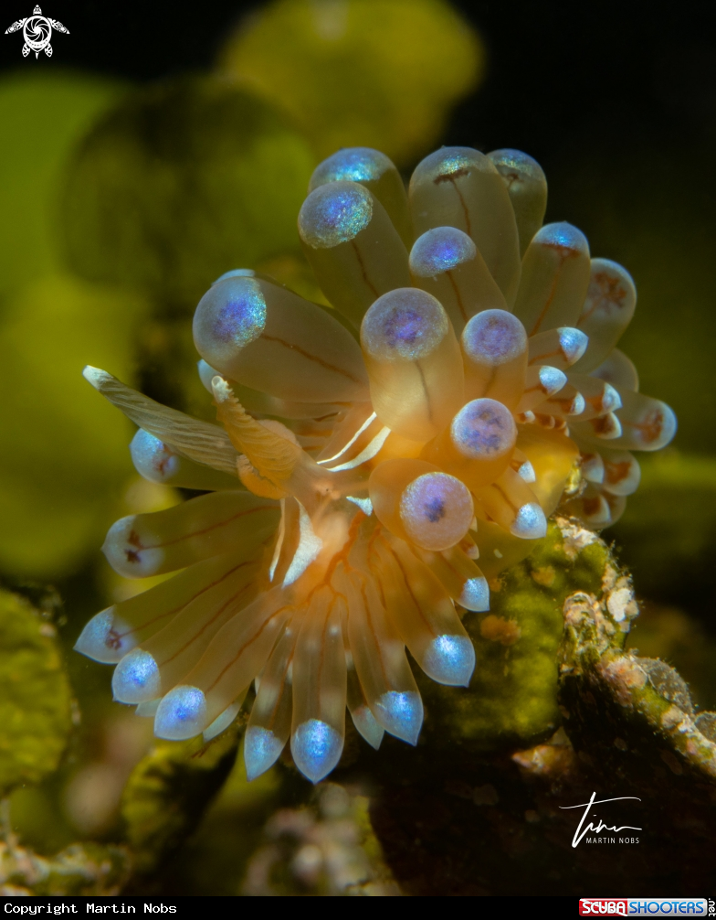 A Antiopella cristata