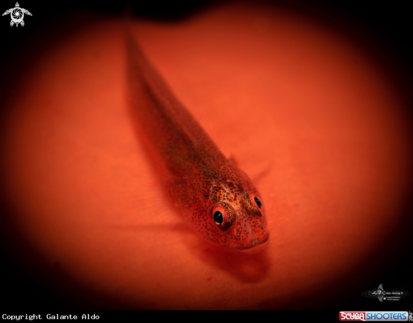 A Whip Coral Goby