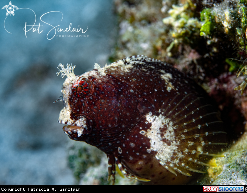 A Starry Blenny