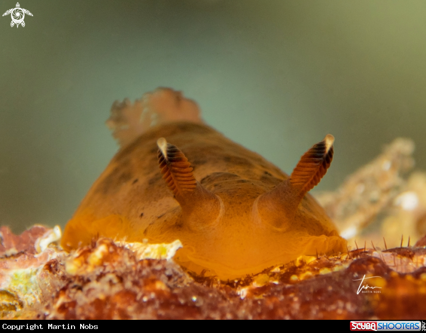 A Dendrodoris limbata