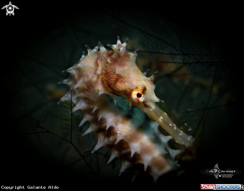 A Thorny Seahorse