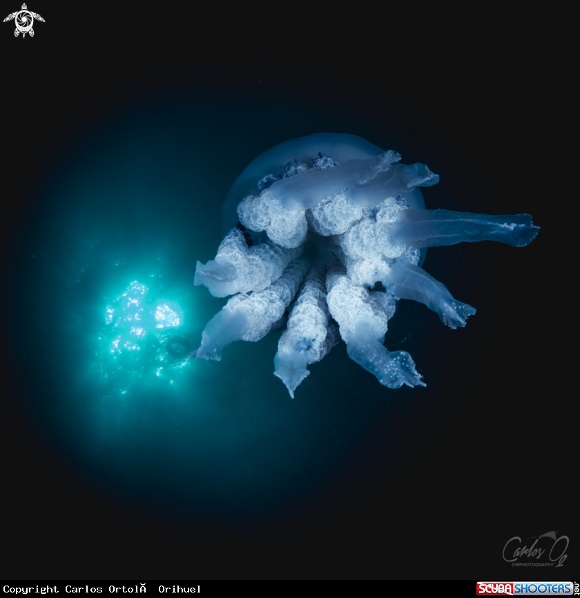 A Rhizostoma pulmo