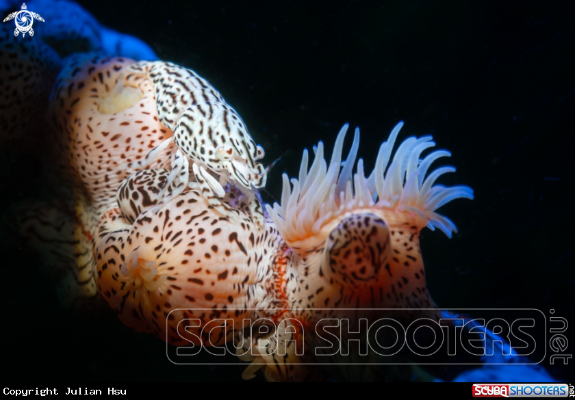 A Leopard Anemone Shrimp