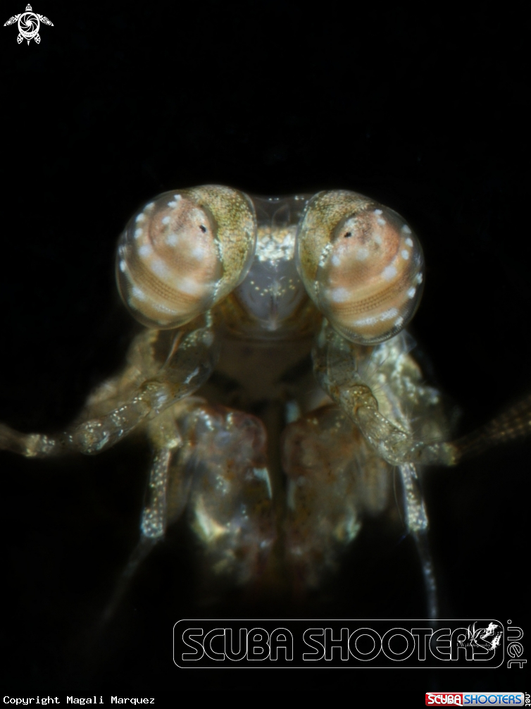 A Mantis Shrimp 