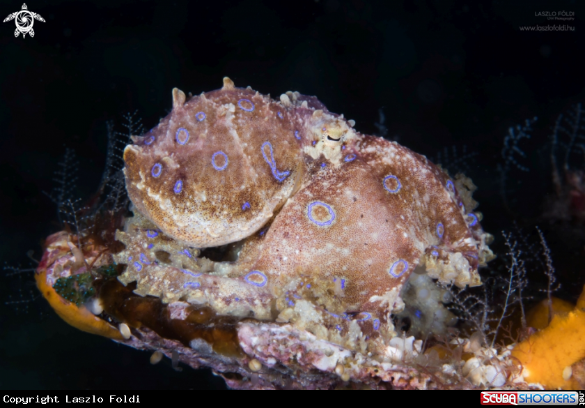 A Blue-ringed octopus 